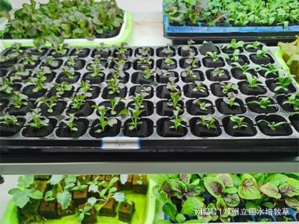 无土栽培助力每个有种植需求的家庭告终蔬菜自给自足！(图1)