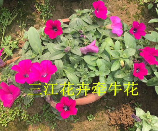 雏菊栽培本事(图1)