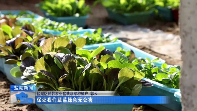 盆栽蔬菜引颈种植新宗旨(图5)