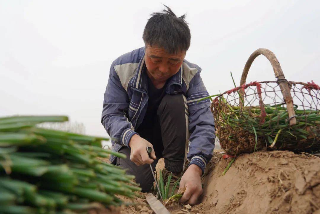 ayx爱游戏官方网页：春耕好时节 田间稼穑忙(图1)