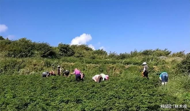 返乡创业! 村落这5大暴利种植项目 搞好了你也能年赚30万!(图2)