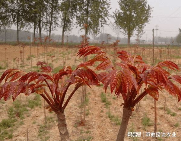 种植一亩地能赚众少钱？看完你就明确了(图3)