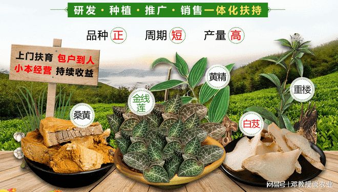 种植一亩地能赚众少钱？看完你就明确了(图5)