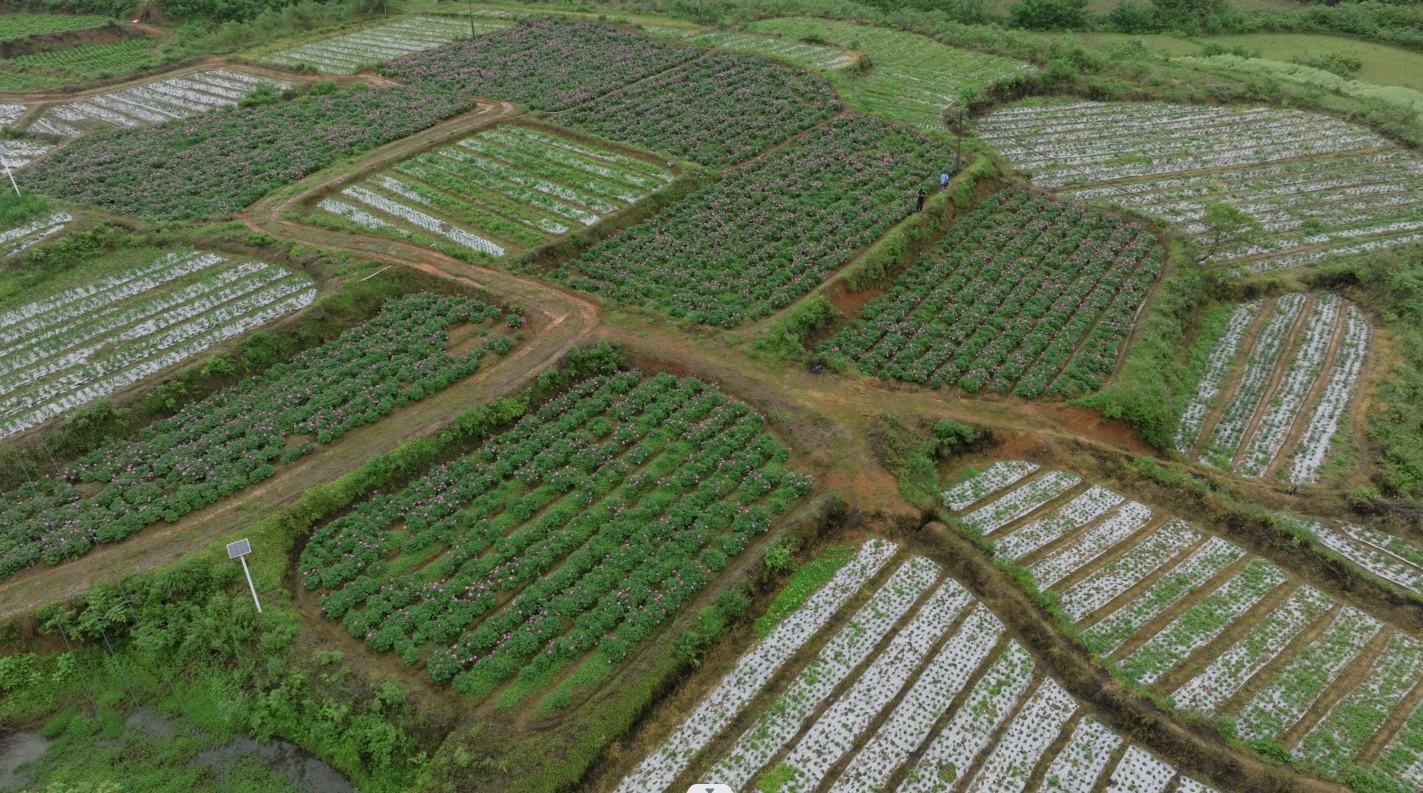 爱游戏app网页版官方入口：湖南新邵：中药材范围化种植打制乡间复兴新引擎(图1)