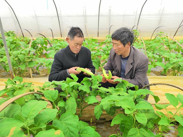 2015中考生物常识考点：栽扶植物