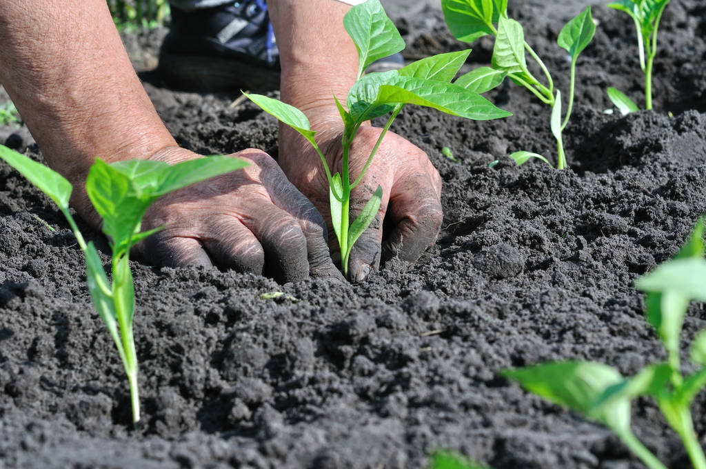 ayx爱游戏官方网页：种植户讲述经过：“插枝”种下40余棵“梨树”