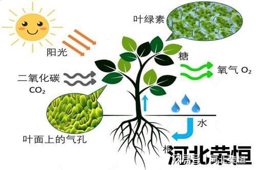 绿色种植根蒂正在哪里(图3)