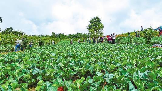 农人正在家门口练习种植技艺