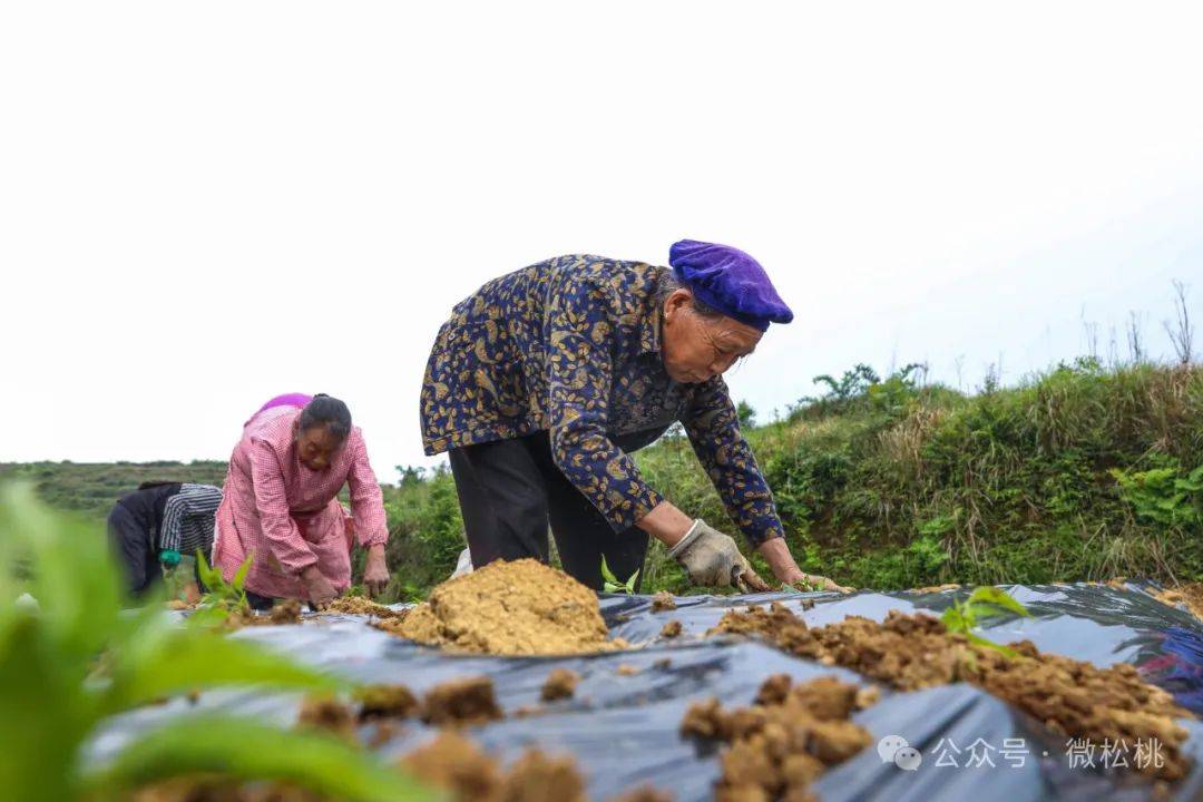 ayx爱游戏官方网页：世昌街道：辣椒移栽忙(图2)