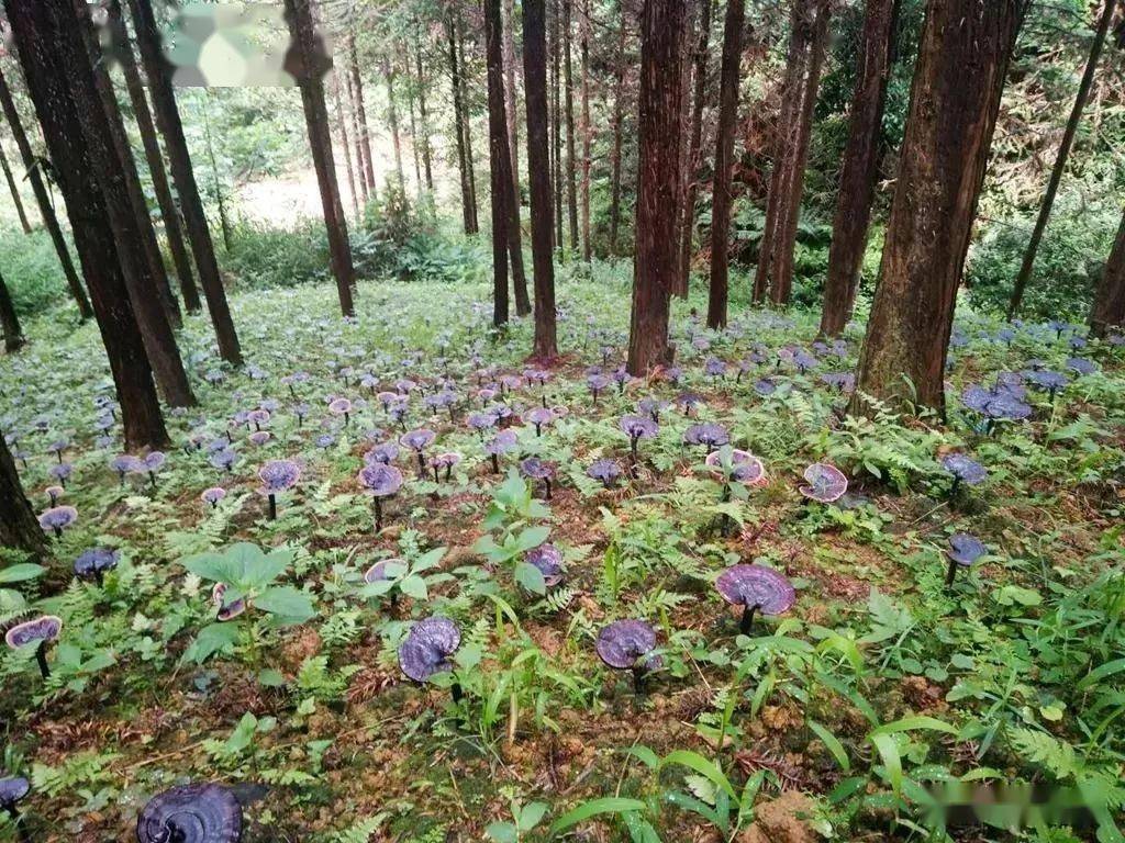 中药材种植发揭示状与倡议(图1)