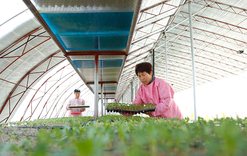 特征种植促增收(图2)