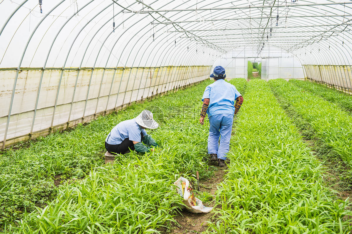 爱游戏app网页版官方入口：种植逛戏排行榜